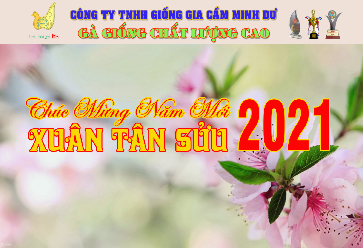 Công ty TNHH Giống gia cầm Minh Dư Không ngừng lớn mạnh, vươn tầm cao mới