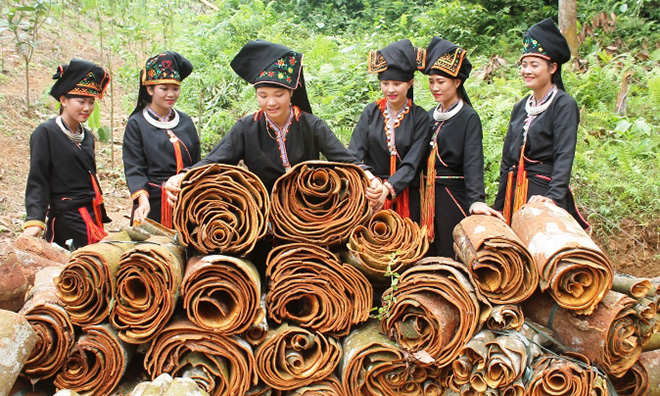 Phát huy thế mạnh từ cây dược liệu