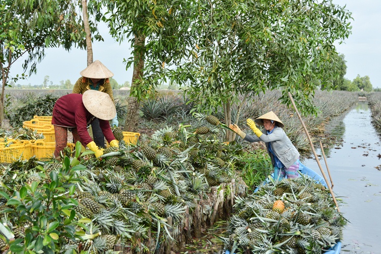 Phát triển Đồng bằng sông Cửu Long thích ứng với biến đổi khí hậu
