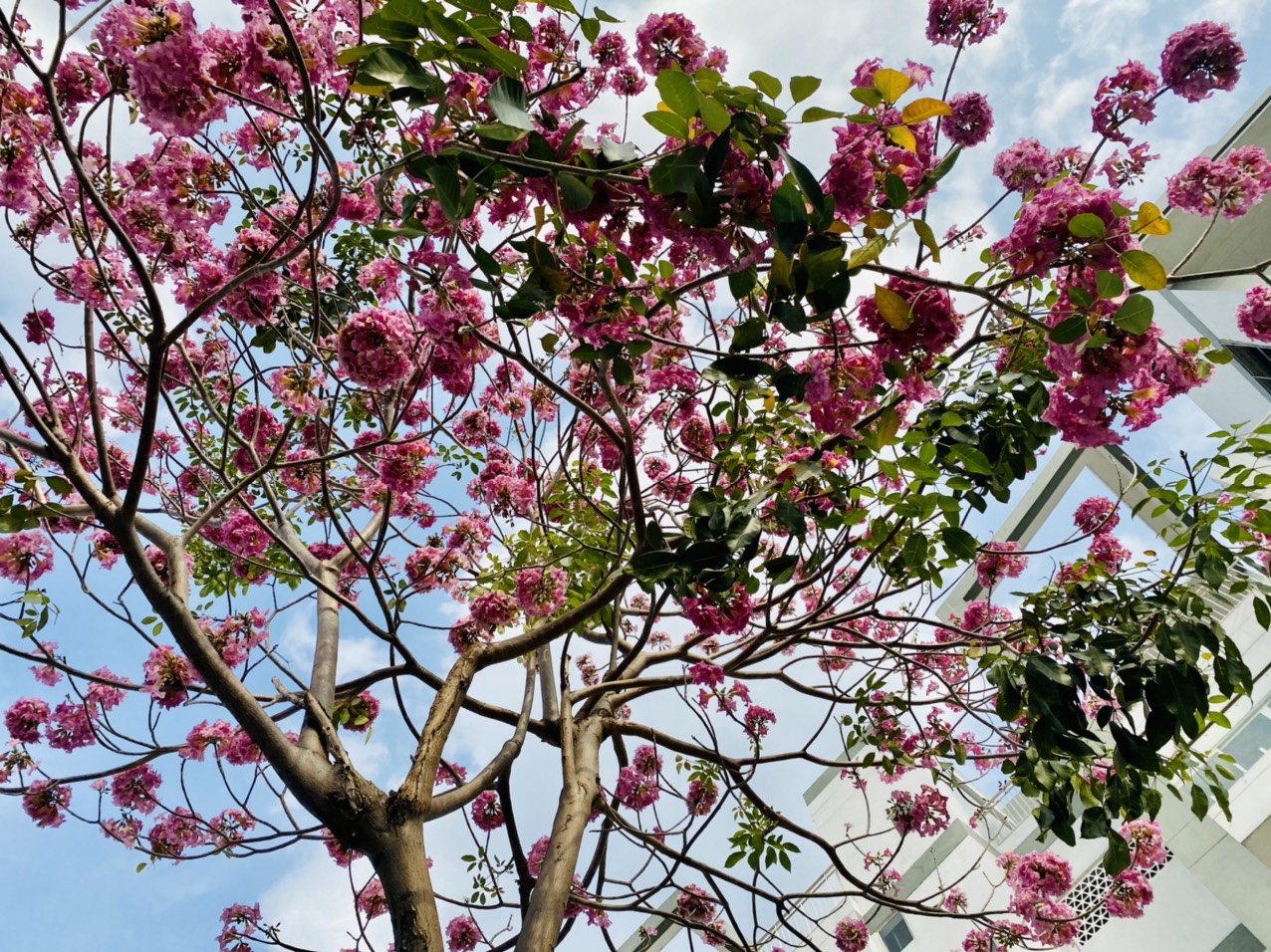 TP Hồ Chí Minh ngập sắc hoa kèn hồng
