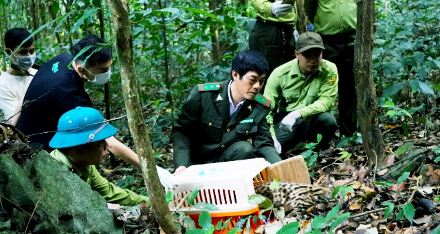 Cho phép một số khách tham quan chứng kiến đợt tái thả động vật hoang dã tại Cúc Phương
