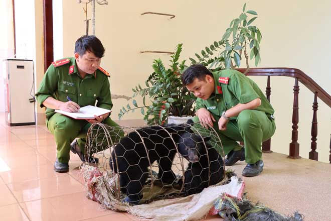 Lĩnh án 3 năm tù vì vận chuyển, buôn bán gấu ngựa