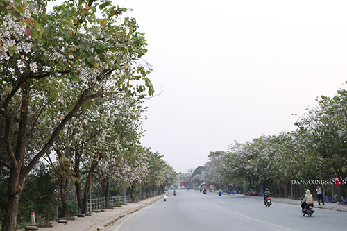 TP Điện Biên Phủ ngập tràn sắc hoa ban