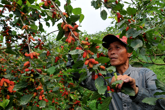 Phúc Thọ vào mùa dâu tằm chín