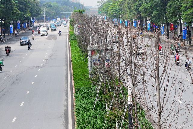Hà Nội thay thế hàng cây phong tại đường Nguyễn Chí Thanh - Trần Duy Hưng