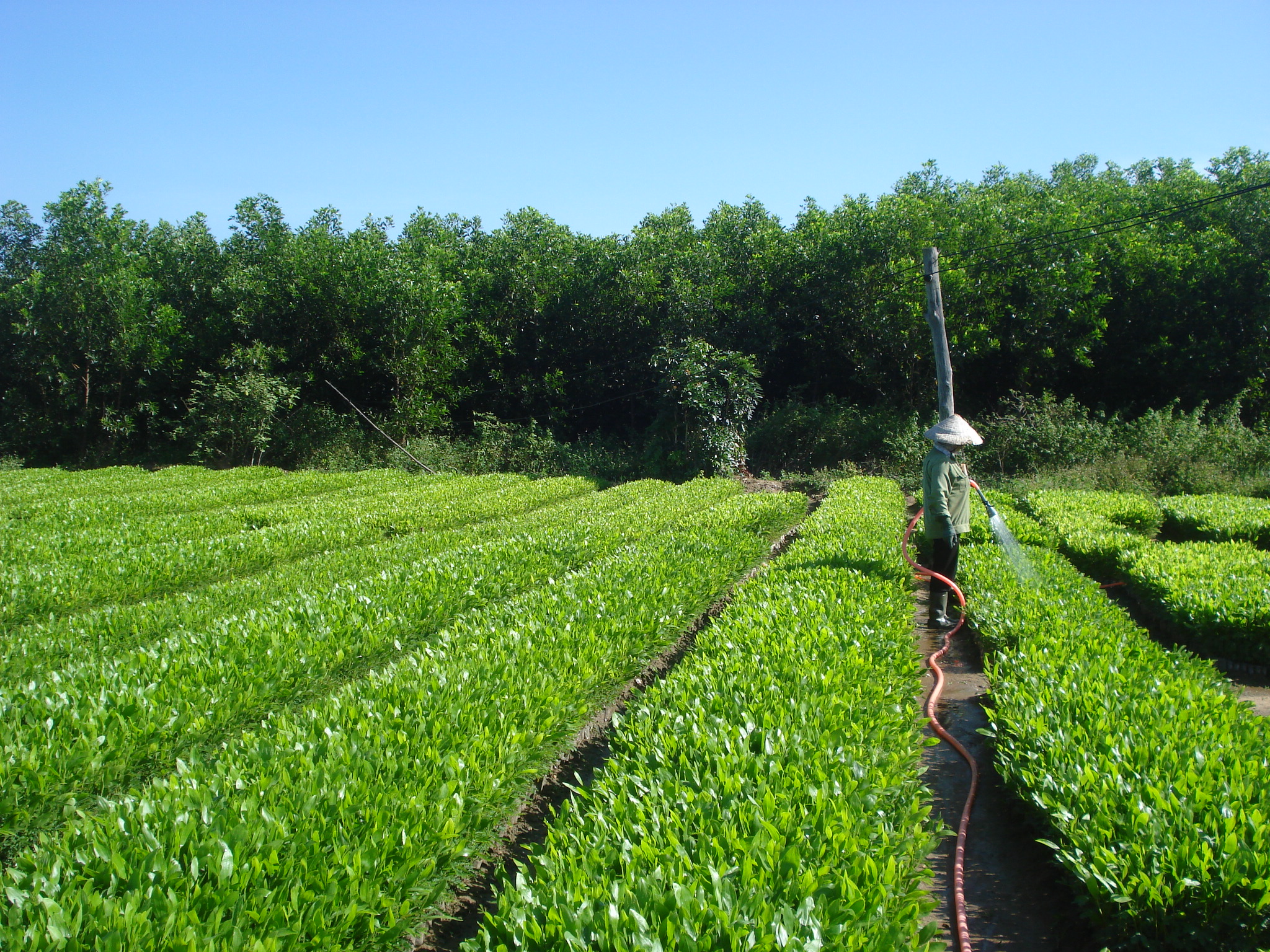 Chủ động chuẩn bị giống cho trồng rừng vụ Xuân Hè