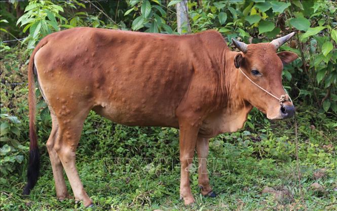 Bệnh viêm da nổi cục ở gia súc đã lan rộng đến 25 địa phương