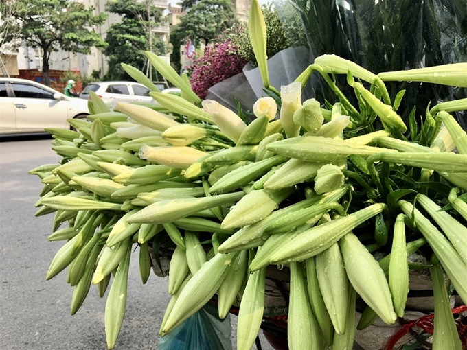Tinh khôi sắc trắng hoa loa kèn