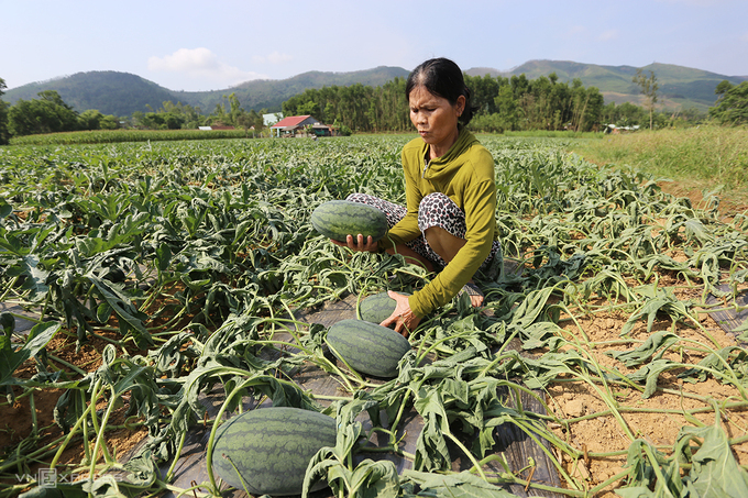 Không thể để những kẻ phá hoại nông sản “nhờn luật” 

​