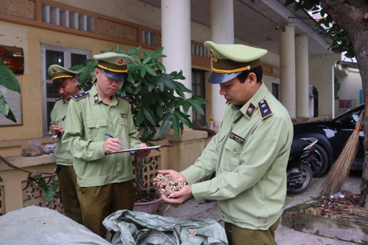 Quản lý thị trường Lạng Sơn Ngăn chặn hàng tấn dược liệu nhập lậu