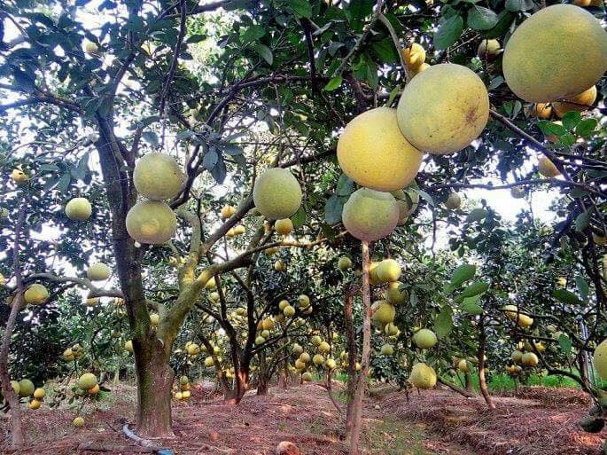 Đồng Nai phân vùng, diện tích sản xuất nông nghiệp hữu cơ đến năm 2030