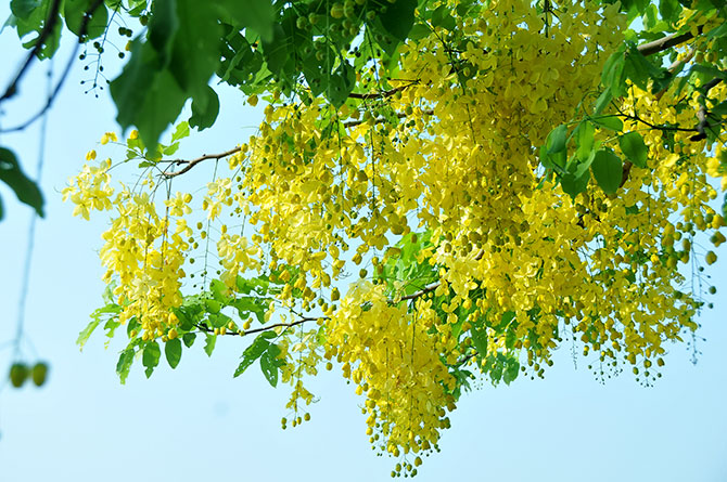 Vẻ đẹp hoa muồng hoàng yến hồ Tây