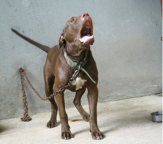 Chó Pitbull cắn người Chủ nhân chịu trách nhiệm thế nào