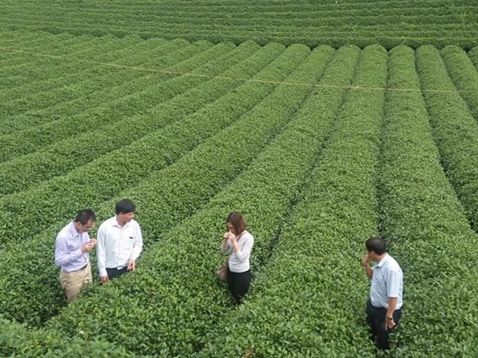Xuất khẩu chè 4 tháng đầu năm đạt 60 triệu USD