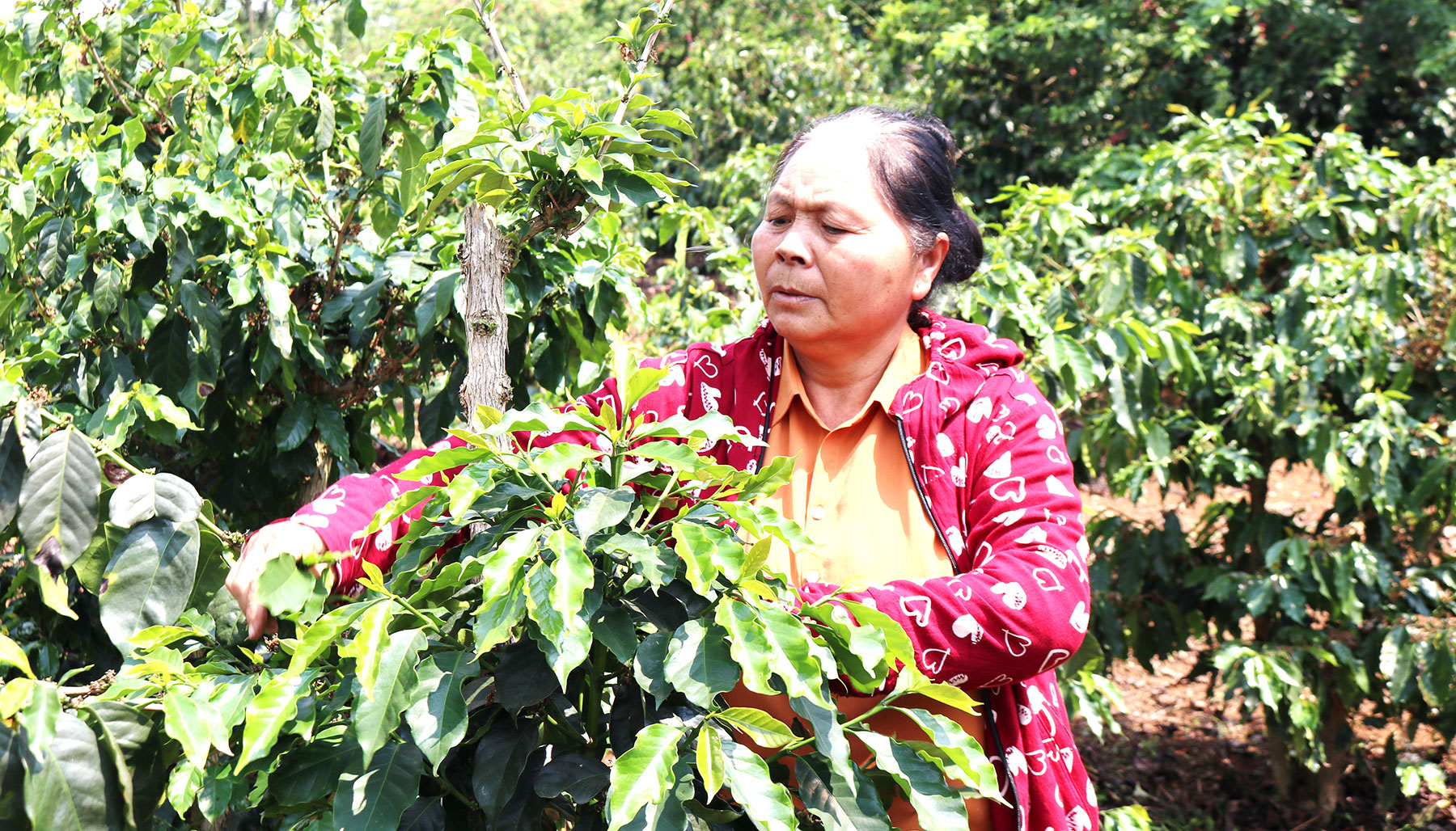 Bài 1 Chỉ dẫn địa lý – “cú huých” đưa nông sản Việt ra biển lớn