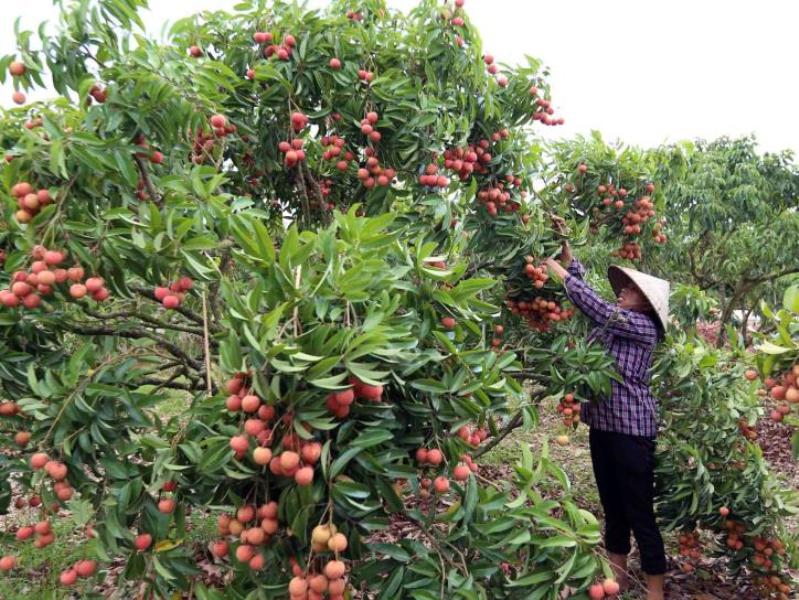 Tập trung hỗ trợ tiêu thụ nông sản tỉnh Bắc Giang
