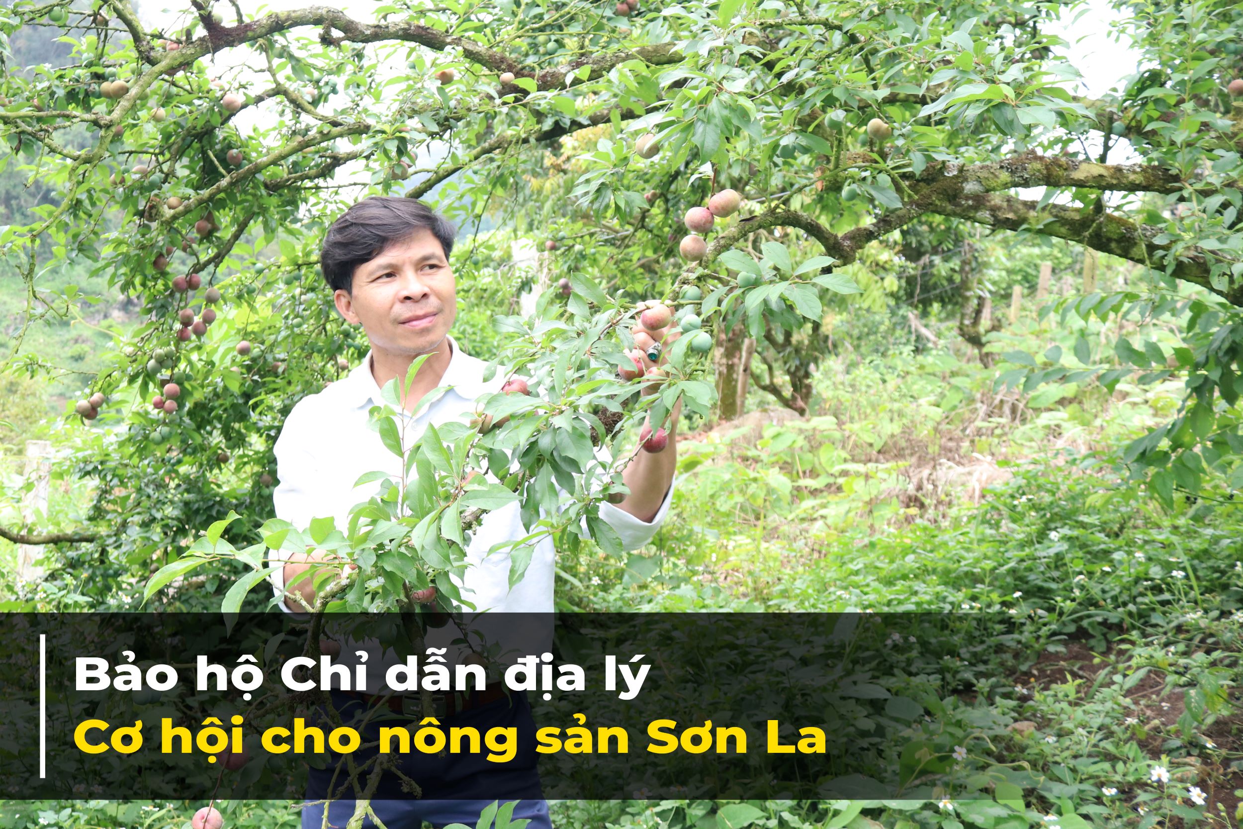 Bài 3 Bảo hộ Chỉ dẫn địa lý – cơ hội cho nông sản Sơn La