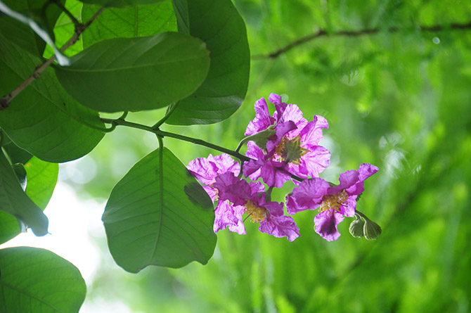 Tím trời Hà Nội màu bằng lăng