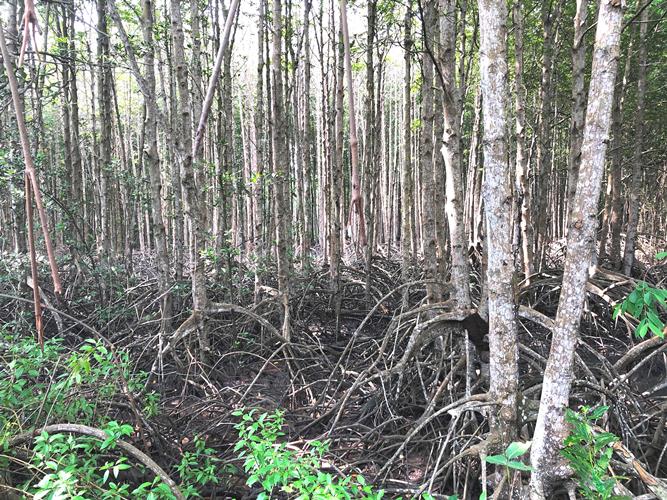 Chung tay hành động vì thiên nhiên và trái đất của chúng ta