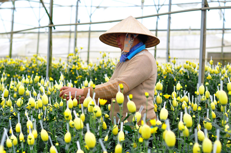 Gỡ khó cho ngành trồng hoa Đà Lạt