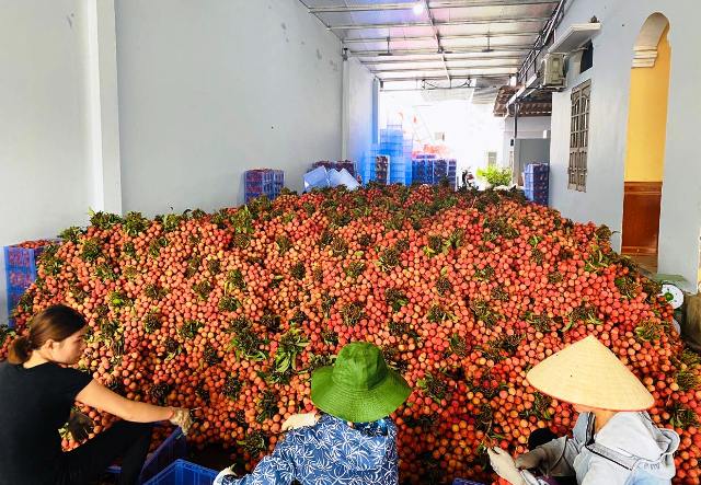 Xuất khẩu rau quả đạt 1,77 tỷ USD trong 5 tháng đầu năm