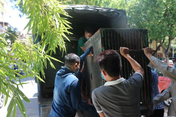 Cứu hộ bốn cá thể gấu tại Rạp xiếc Trung Ương