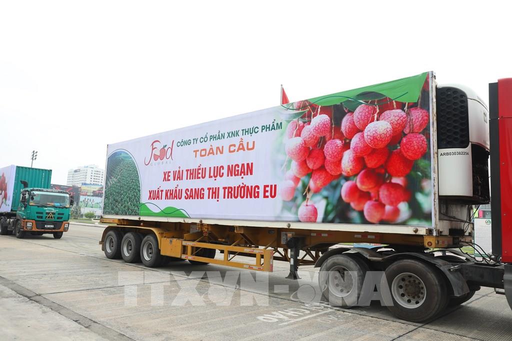 Ưu tiên lưu thông xe chở vải thiều từ Bắc Giang