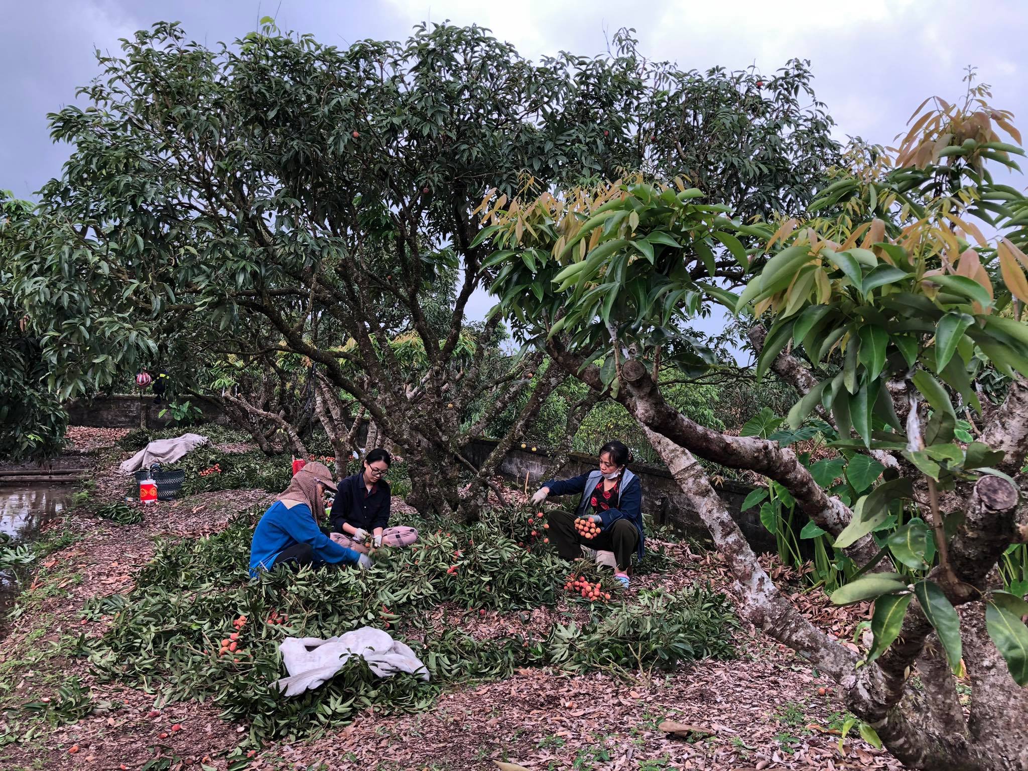 Chung tay đưa quả vải Bắc Giang “xuất ngoại”
