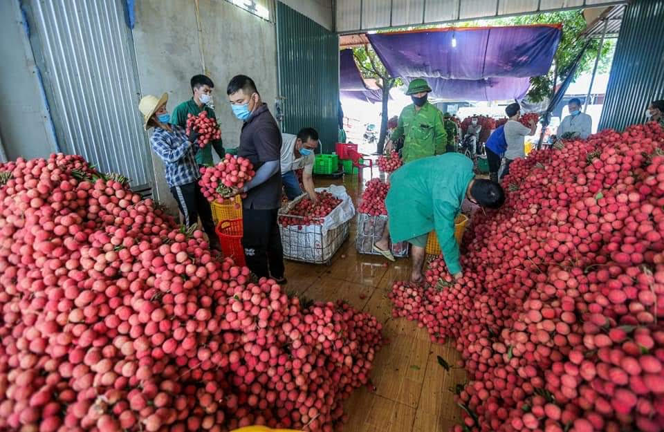 Chủ động trong vai trò “bà đỡ” tiêu thụ nông sản