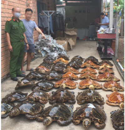 Phạt 22 năm tù vì buôn bán 39 tiêu bản rùa biển