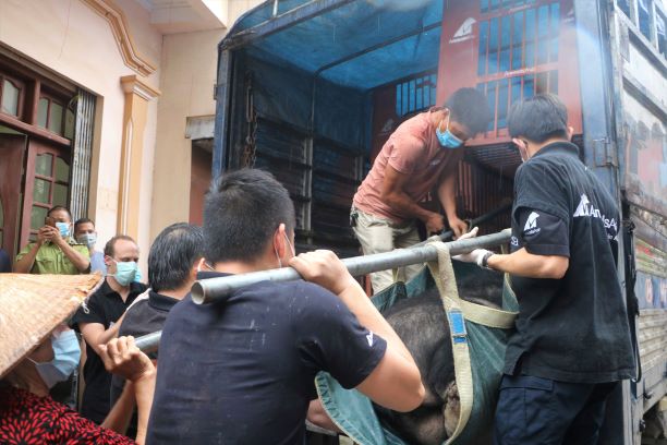 Cứu hộ ba cá thể gấu cuối cùng của tỉnh Lạng Sơn