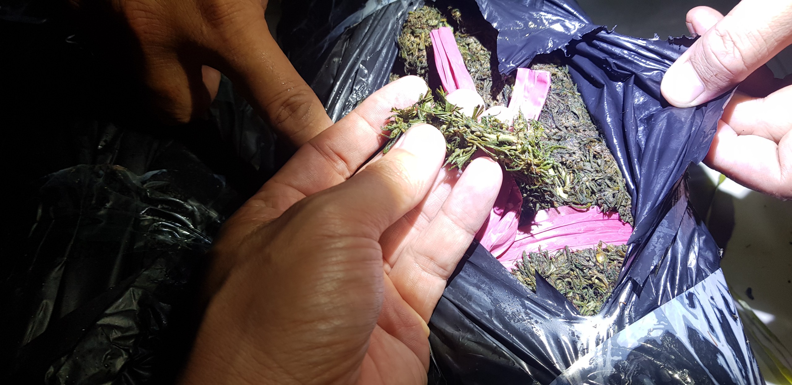 Thu giữ 20 kg nghi là cần sa khô
