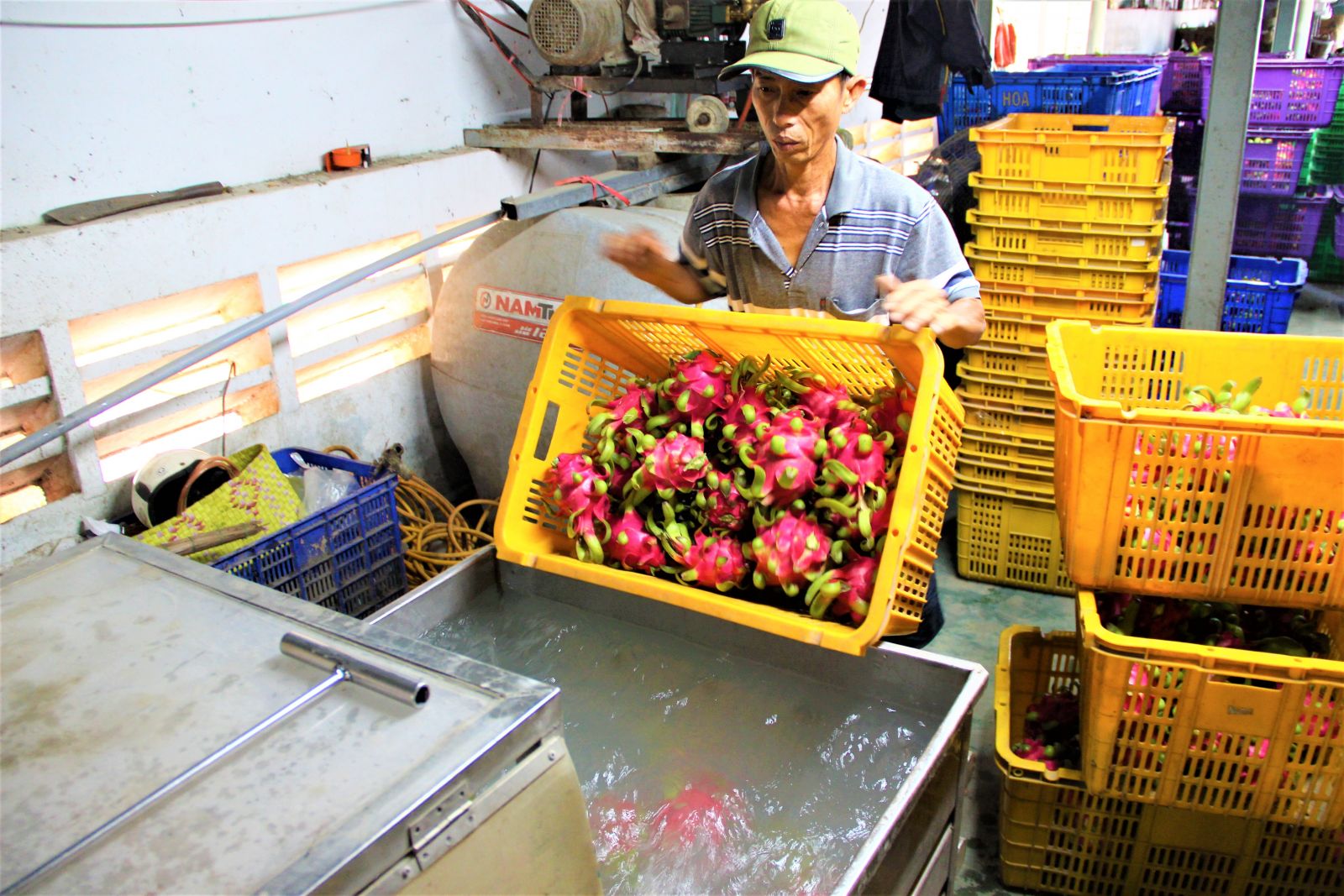 Long An Sản xuất thanh long sạch đáp ứng đầu ra bền vững