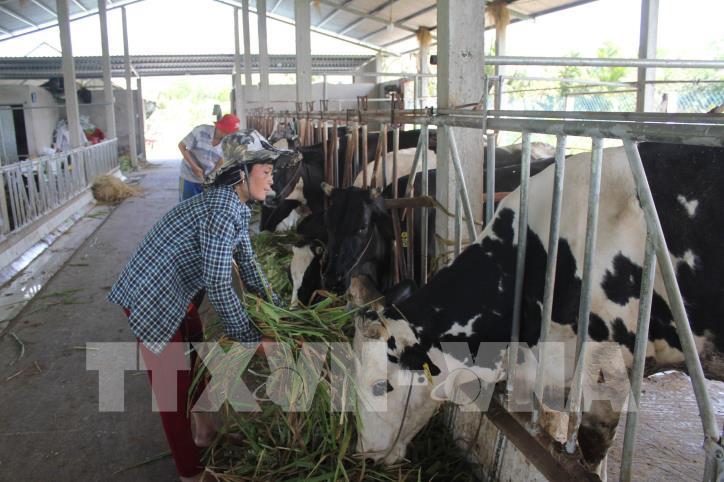 Bến Tre ứng phó với biến đổi khí hậu để bảo vệ sản xuất