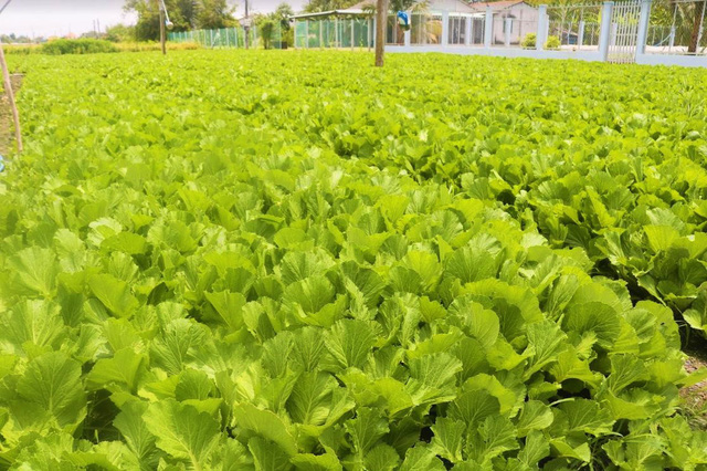 Cần Giuộc xây dựng thương hiệu sản phẩm rau ứng dụng công nghệ cao