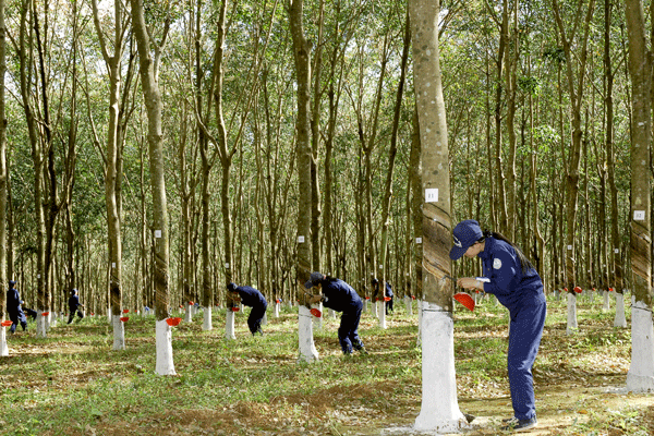Xuất khẩu cao su ước đạt 1,15 tỷ USD