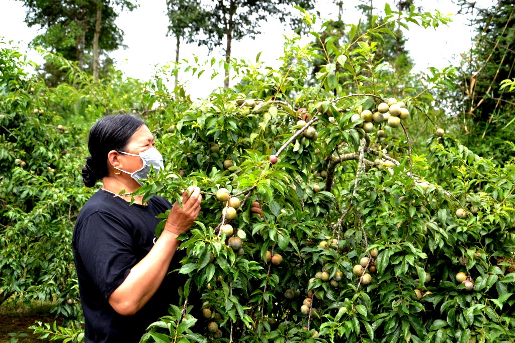 Lào Cai Nhiều cách làm mới giúp người nông dân “vượt dịch”