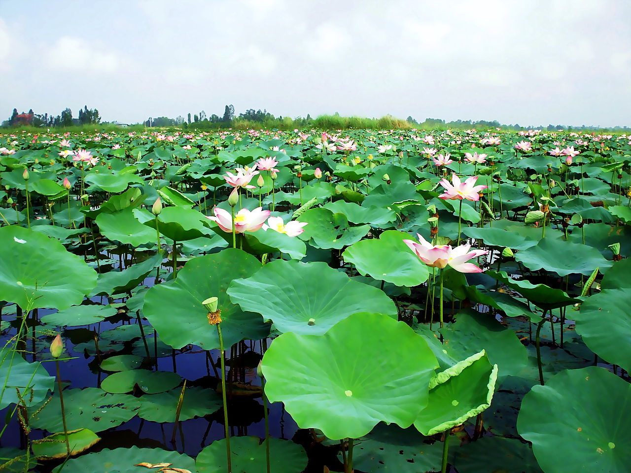 Lá thư gửi bà con Đất Sen Hồng