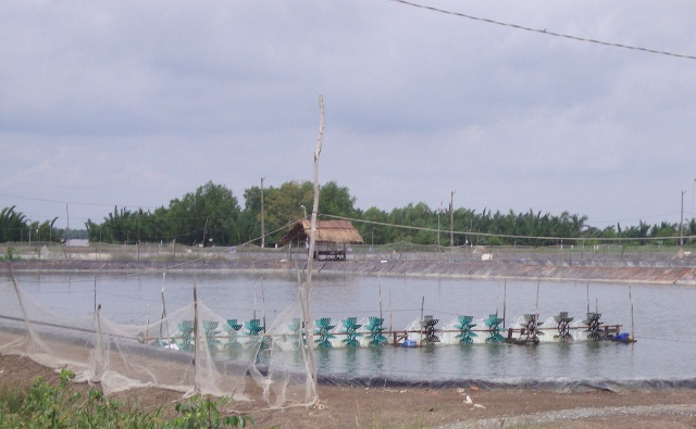 Bến Tre Tháo gỡ khó khăn cho nuôi tôm
