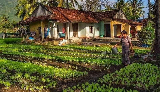 Có phải gia hạn quyền sử dụng đất nông nghiệp không