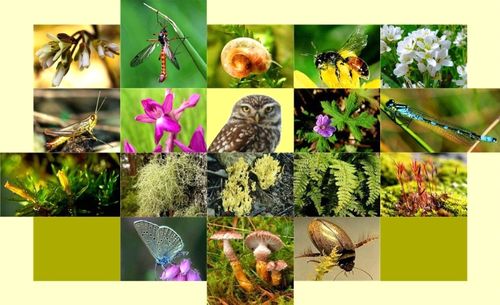 Dự kiến, Chiến lược bảo tồn đa dạng sinh học sẽ được trình Chính phủ vào tháng 10 2021