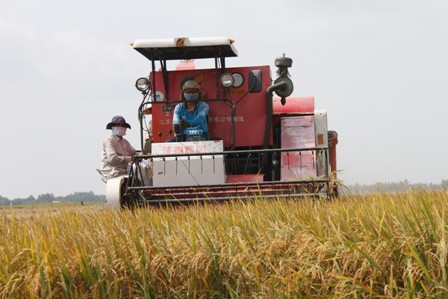 Tháo gỡ điểm nghẽn lưu thông cho lúa gạo Đồng bằng sông Cửu Long