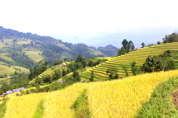 Tổ chức trực tuyến Chương trình du lịch “Qua những miền di sản ruộng bậc thang” Hoàng Su Phì