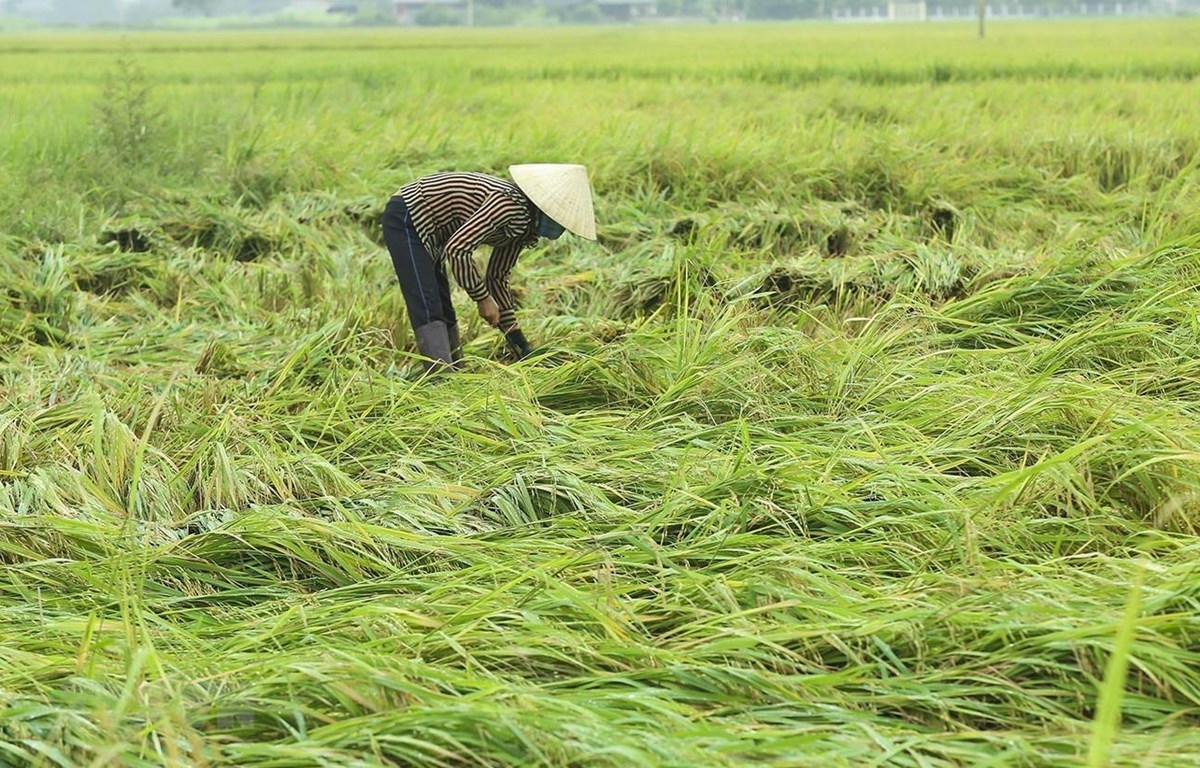 Dông, lốc gây thiệt hại tại Thái Nguyên, Lai Châu, Điện Biên
