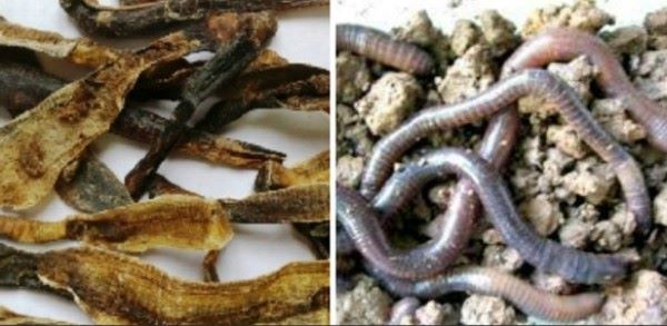 Bộ Y tế khuyến cáo Dược liệu Địa long không có tác dụng phòng, chống COVID-19