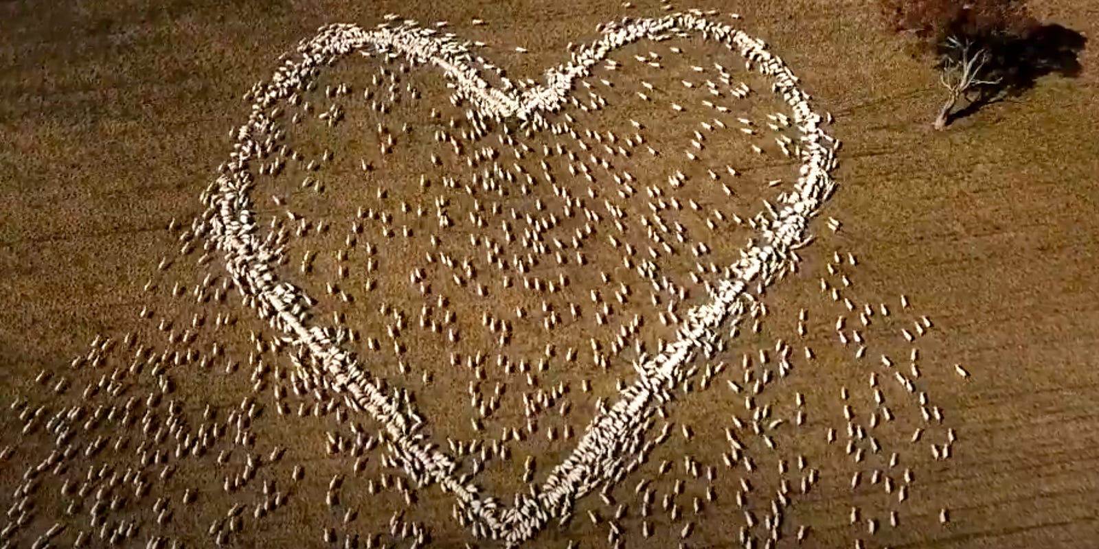 Xếp cừu thành hình trái tim để tưởng nhớ người dì quá cố