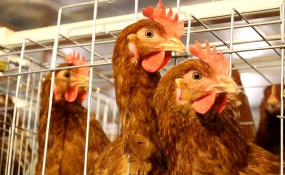 Vĩnh Phúc Sản xuất nông nghiệp cơ bản ổn định trong tháng 8 năm 2021