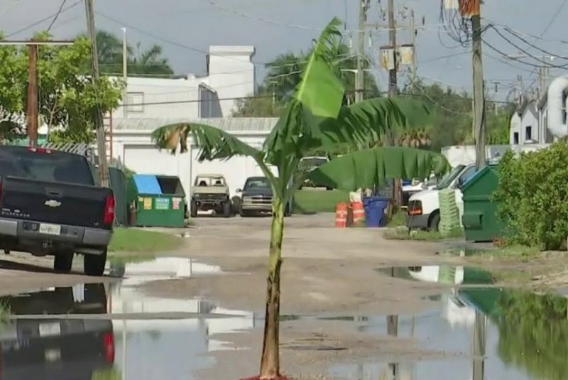 Trồng chuối “giữa đường”