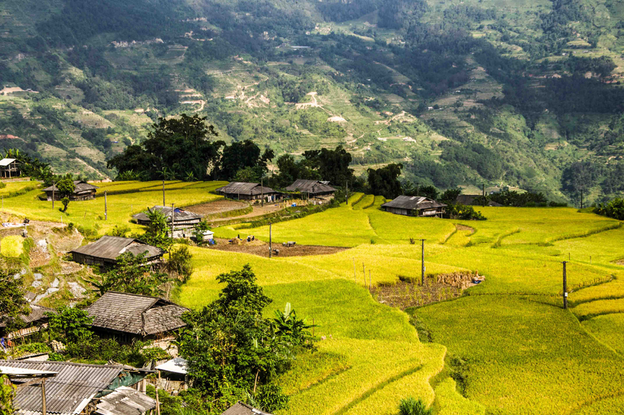 Mùa vàng ở Hà Giang vẫn đẹp trong thời điểm cuối tháng 10