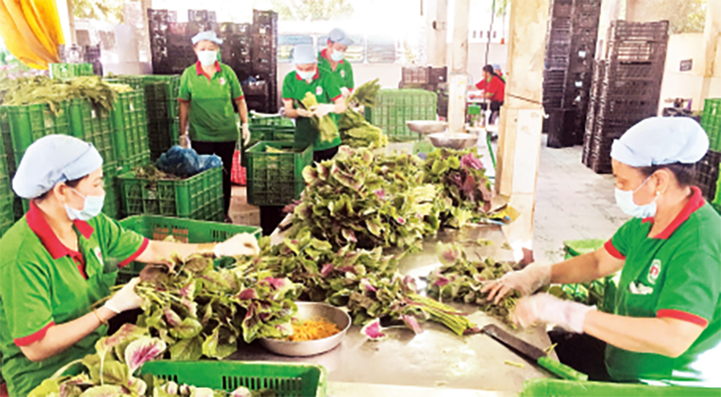 Yêu cầu các địa phương giải thể dứt điểm các HTX không còn hoạt động trong giai đoạn 2021-2023
